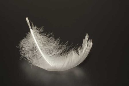 A white feather lies on a smooth, dark surface.