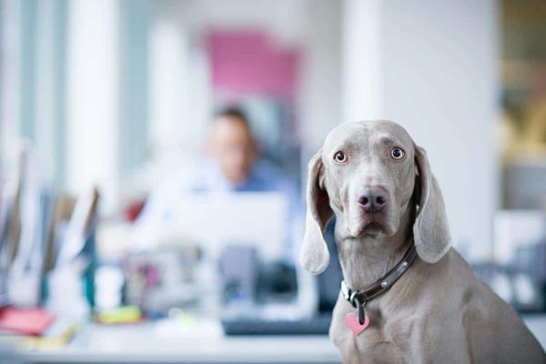 A grey dog wearing a pink tag sits in an office whilst a person at a desk appears blurred in the background.