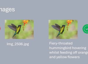 Side-by-side images of a hummingbird: the left image is unlabelled, and the right shows the bird feeding from orange and yellow flowers.