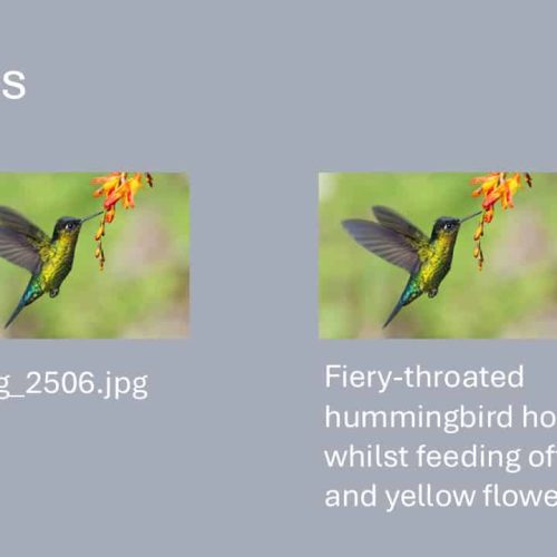 Side-by-side images of a hummingbird: the left image is unlabelled, and the right shows the bird feeding from orange and yellow flowers.