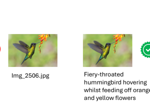 A hummingbird is shown with two labels, one displaying a file name and the other describing the bird feeding on orange and yellow flowers.