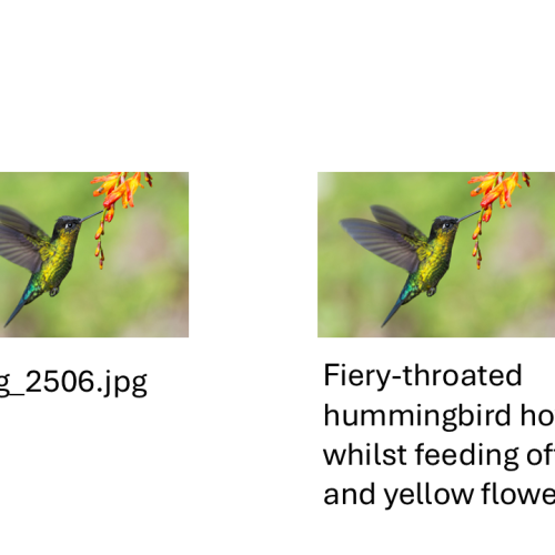 A hummingbird is shown with two labels, one displaying a file name and the other describing the bird feeding on orange and yellow flowers.