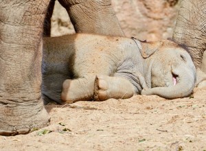 A sleeping baby elephant looking very happy and peaceful, protected by his mother who is standing over him