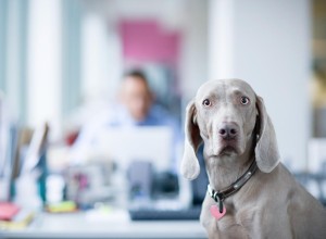 A Weimaraner, a large and sleek grey dog, is in the foreground looking confused. There is a busy office in the background.   