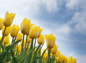 A cluster of beautiful yellow flowers set against a blue sky with wisps of cloud