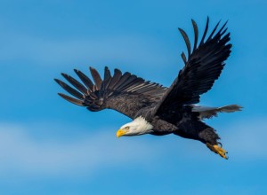 An eagle is flying high in a blue sky