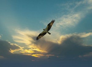 A kestrel with outstretched wings is soaring in the air with a blue sky and the sun shining through some clouds