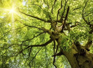 Sun shining through an old beech tree