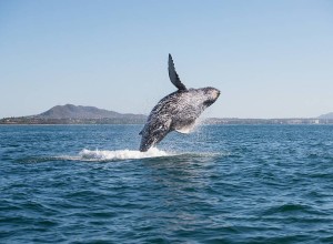 A beautiful whale emerging from the water