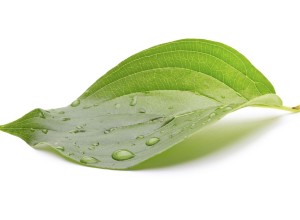 A green leaf with water drops