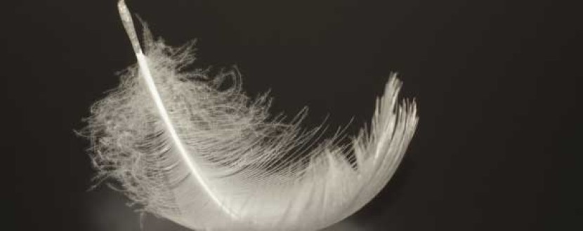 A single white feather with soft, delicate strands rests gently on a dark, reflective surface. The feather appears lightweight and fragile, with intricate details visible on its wispy barbs and fine structure.