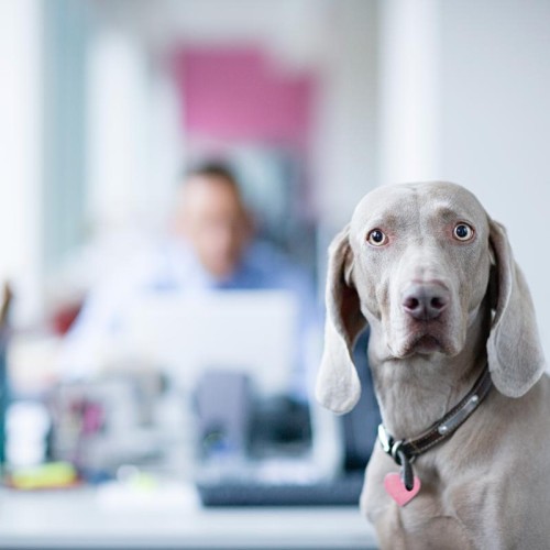 A Weimaraner, a large and sleek grey dog, is in the foreground looking confused. There is a busy office in the background.   