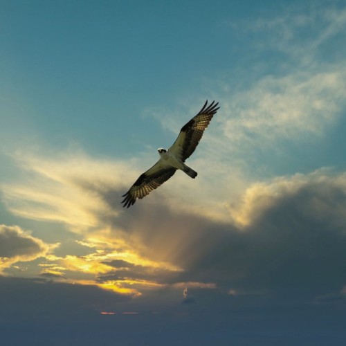 A kestrel with outstretched wings is soaring in the air with a blue sky and the sun shining through some clouds