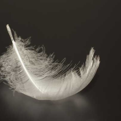 A single white feather with soft, delicate strands rests gently on a dark, reflective surface. The feather appears lightweight and fragile, with intricate details visible on its wispy barbs and fine structure.