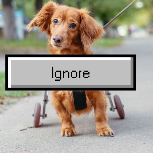 A dog with its hind legs in a splint with wheels, with a large button in front with the word Ignore written on it