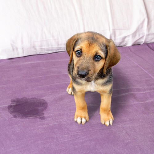 A small puppy with tan and black fur stands on a bed with a purple blanket. There is a wet spot next to the puppy. The background shows pillows lined up against the headboard.