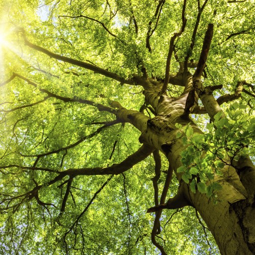 Sun shining through an old beech tree