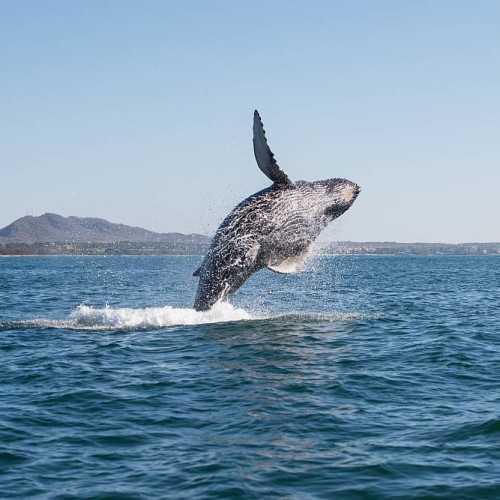 A beautiful whale emerging from the water