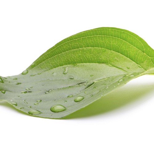 A green leaf with water drops