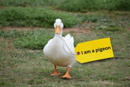 A duck is waddling towards the camera. It has a label attached that says I am a pigeon