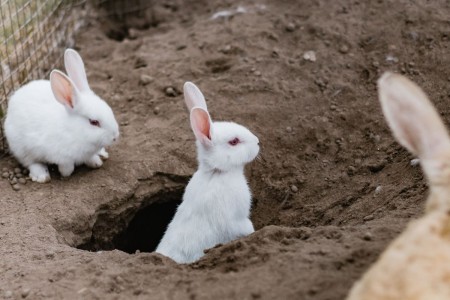 A rabbit is halfway out of a burrow and looking ahead, other rabbits are around it