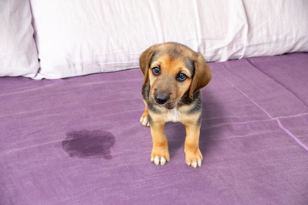 A small puppy with tan and black fur stands on a bed with a purple blanket. There is a wet spot next to the puppy. The background shows pillows lined up against the headboard.