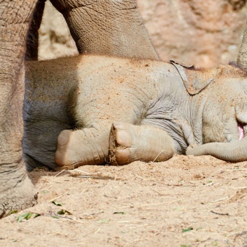 A sleeping baby elephant looking very happy and peaceful, protected by his mother who is standing over him