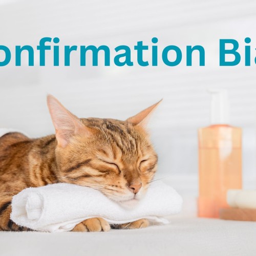A cat is relaxing in a treatment room in a spa. Its head is reasting on a rolled up flannel and it has a towel covered its body. It looks calm and peaceful. The words Confirmation Bias are above it.