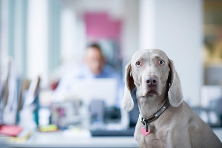 A Weimaraner, a large and sleek grey dog, is in the foreground looking confused. There is a busy office in the background.   