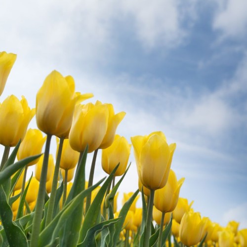 A cluster of beautiful yellow flowers set against a blue sky with wisps of cloud