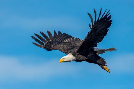 An eagle is flying high in a blue sky