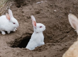 A rabbit is halfway out of a burrow and looking ahead, other rabbits are around it