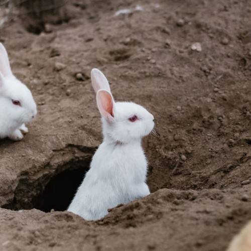 A rabbit is halfway out of a burrow and looking ahead, other rabbits are around it