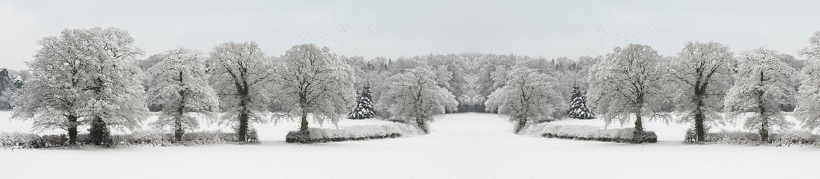 Snow-covered trees in a snow-covered park
