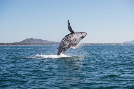 A beautiful whale emerging from the water