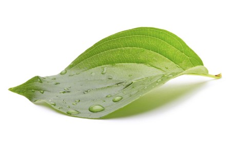 A green leaf