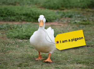 A duck is waddling towards the camera. It has a label attached that says I am a pigeon