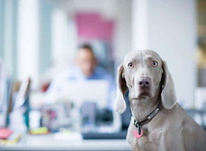 A Weimaraner, a large and sleek grey dog, is in the foreground looking confused. There is a busy office in the background.