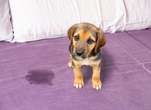 A small puppy with tan and black fur stands on a bed with a purple blanket. There is a wet spot next to the puppy. The background shows pillows lined up against the headboard.