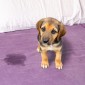 A very cute puppy sitting on a bed, looking very sorry for himself, next to a wet patch
Access by Design 01243 776399
